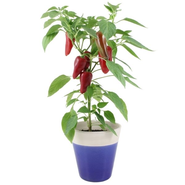 Peps Perils Pepperilli™ TZ 5488 F1 - Tozer
