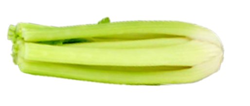 Loretta celery