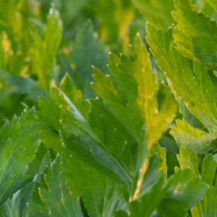 Celery
