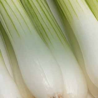 Salad Onions