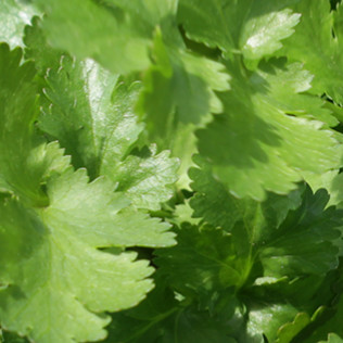 Coriander