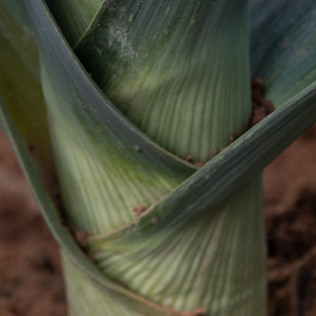 Leek