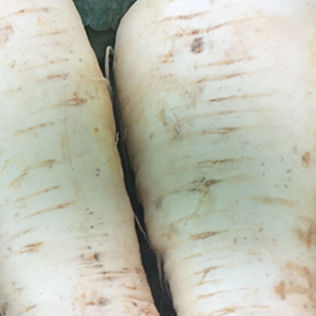 Parsnip