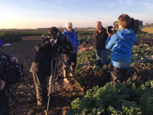 Kalettes & speciality kale featured on BBC Countryfile on 4th December 2016