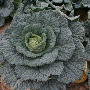 Cabbage Archives - Tozer Seeds : Tozer Seeds