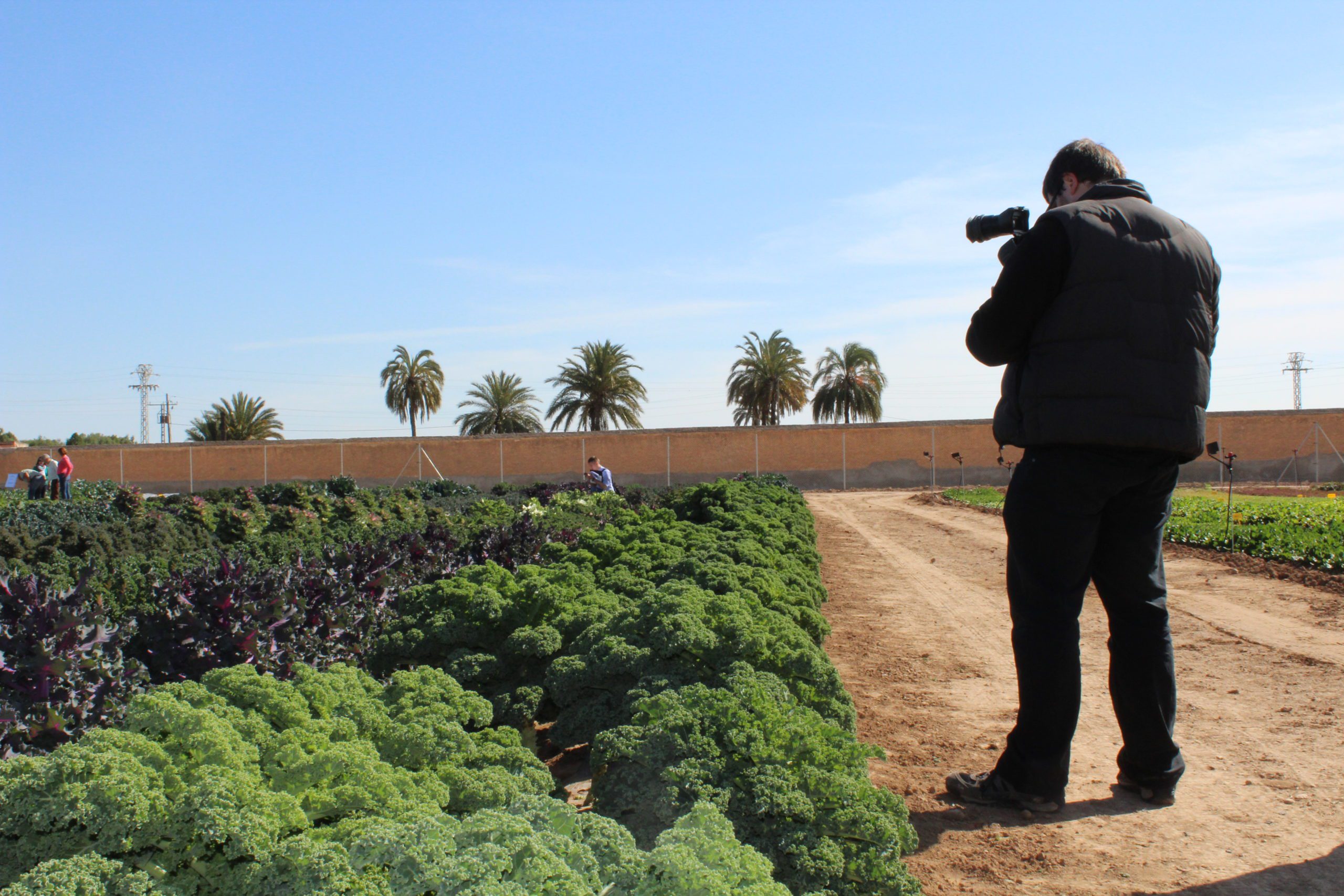 Kale in the trial fields of Cartagena, Spain