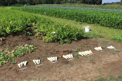 New varieties of parsnips to meet farmer and consumer demands