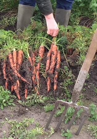 Carrots - October 2017