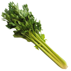 Celery Monterey