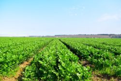 Santa Maria Celery Trials California 2018