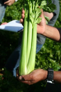 Celery Remus TZ 6209