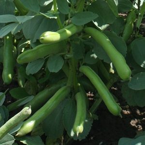 Broad Bean Witkiem Manita