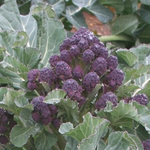 Purple Sprouting Broccoli Red Fire F1