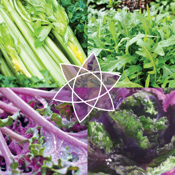 Vegetable Trial Days in Spain