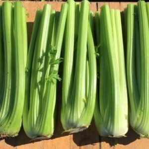 Celery Tiberius