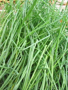 Chives - Fine leaf