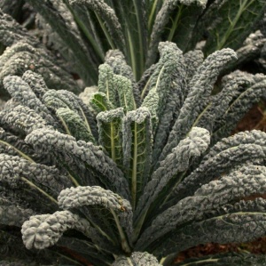 Cavolo Nero Black Magic