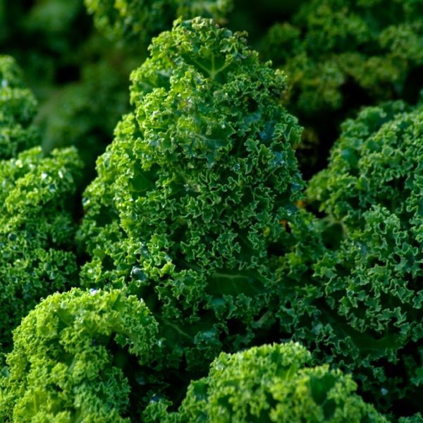 Dwarf Green Curled Kale Afro