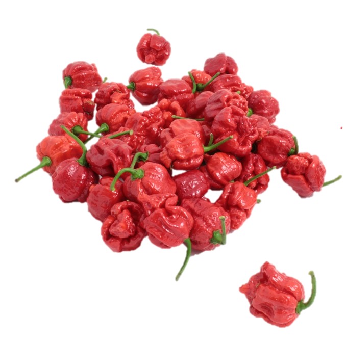 Armageddon – first British bred hybrid super-hot chilli