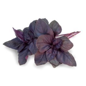 Red Genovese type basil Crimson King