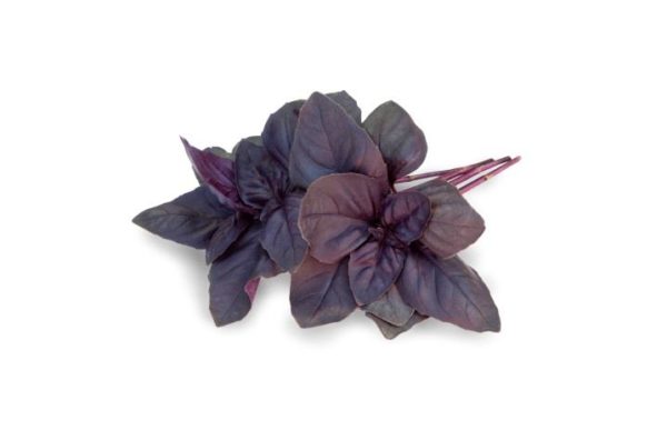 Red Genovese type basil Crimson King