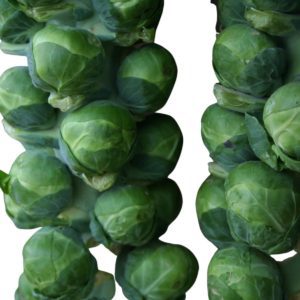 Brussels Sprout Bosworth F1