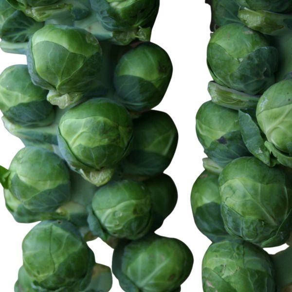 Brussels Sprout Bosworth F1