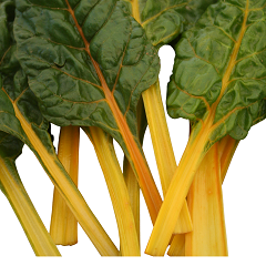 Chard Bright Yellow