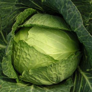 Green Ballhead Cabbage Embassy