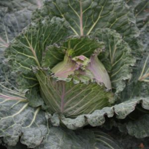 January King Cabbage Marabel F1