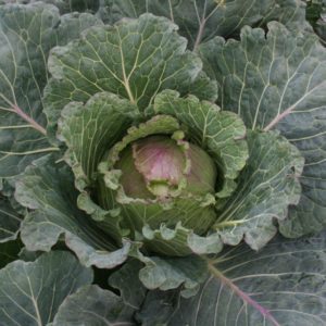 January King Cabbage Noelle