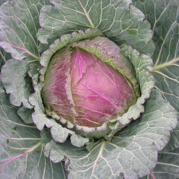 January King Cabbage Robin F1