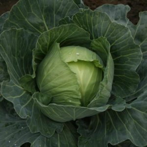 Ballhead Cabbage Sherwood F1