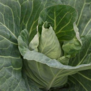 Pointed Cabbage Tantour Merlin