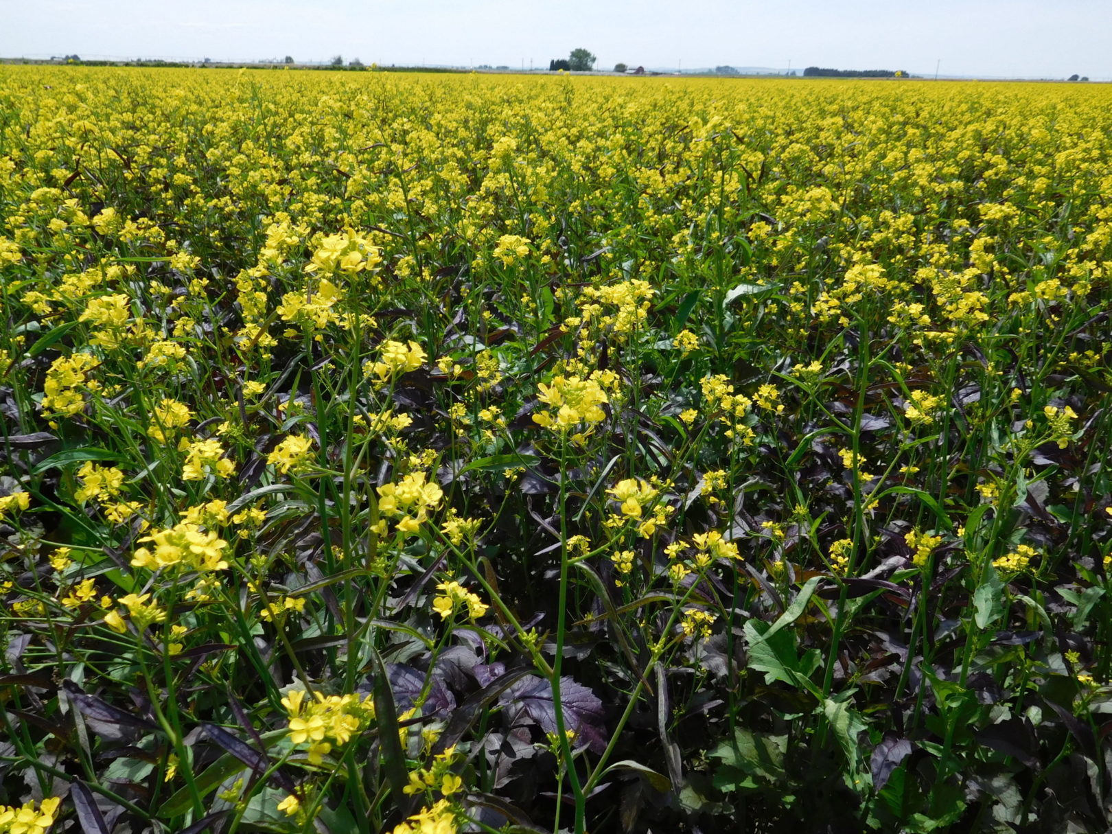 Biofumigation is so much more than a green manure