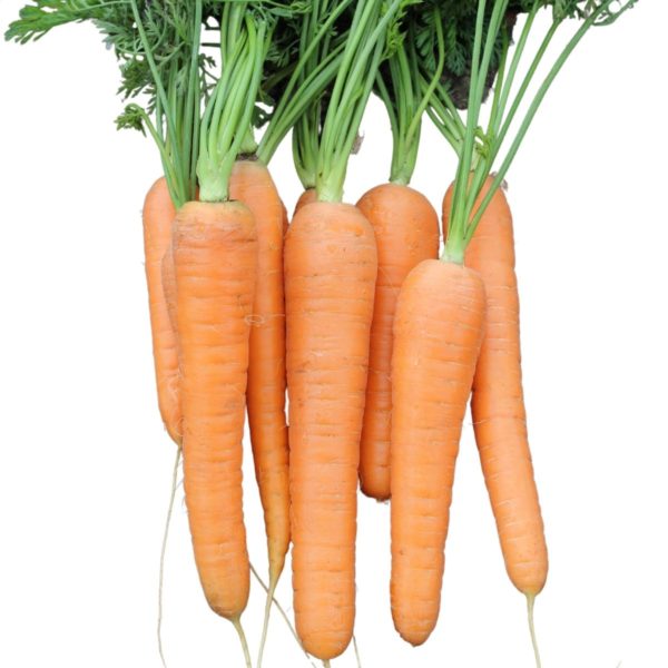 Carrot Resistafly