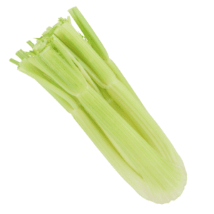 Celery Galatea F1