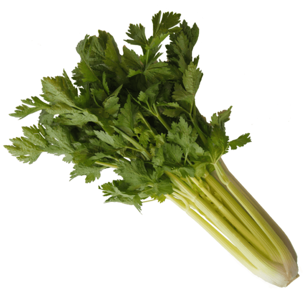 Celery Galatea