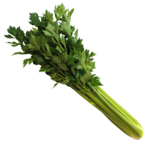 Celery Hadrian