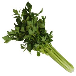 Celery Hudson F1 hybrid