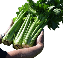 Celery Rivalry F1