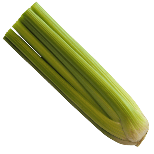 Hybrid celery TZ 6200