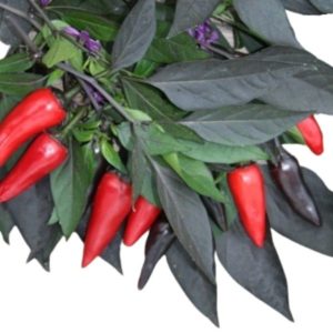 Pimientos picante nosferatu Chilli Pepper Nosferatu