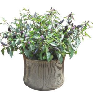 Pimientos picante Pot Black Chilli Pepper Pot Black