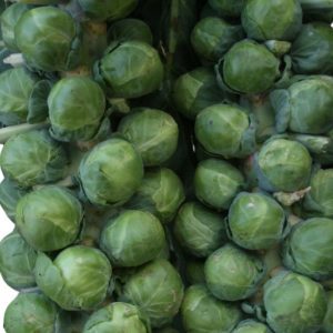 Brussels Sprout Churchill F1