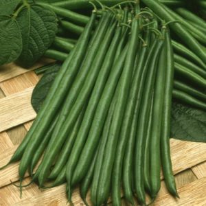 Dwarf French Bean Venice