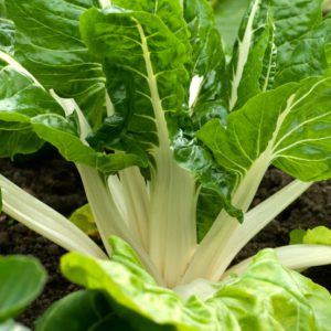 Chard Fordhook Giant