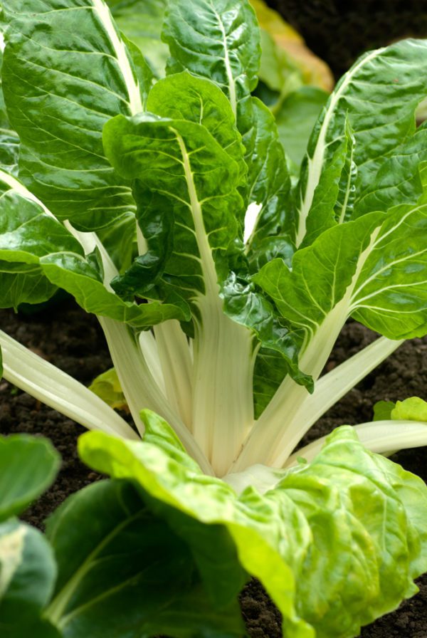 Chard Fordhook Giant