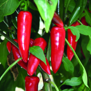 Chilli Hot Pepper Fresno Supreme