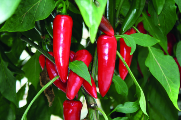 Chilli Hot Pepper Fresno Supreme